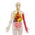 Thames & Kosmos Ooze Labs : Visible Human Body With Squishable Organs - Demo
